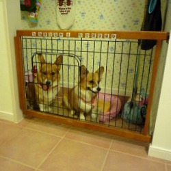 �h�b�O���[��003